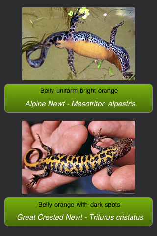British Herps - Reptiles and Amphibians of the British Isles free app screenshot 3