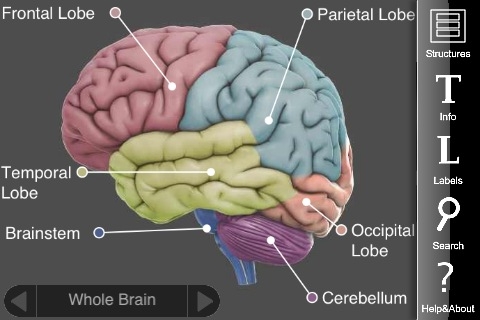 3D Brain free app screenshot 1