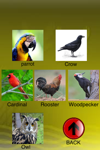 all about birds sounds