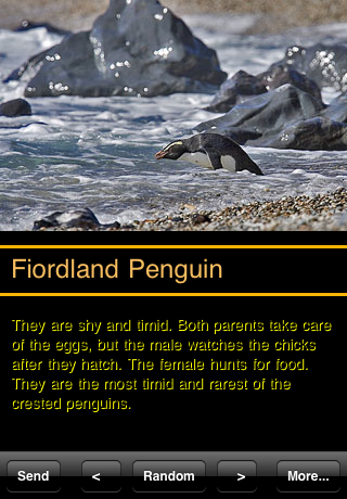 Penguins of the World free app screenshot 3