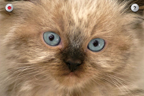 Gatito que habla