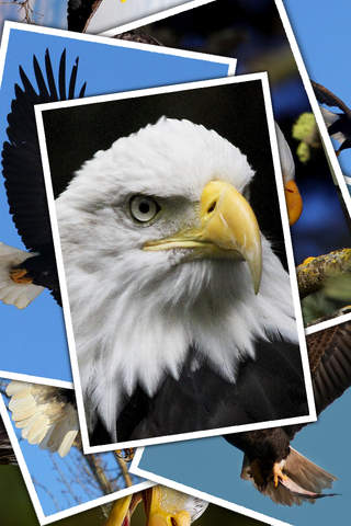 Eagle - Power Courage and Wisdom Wallpapers