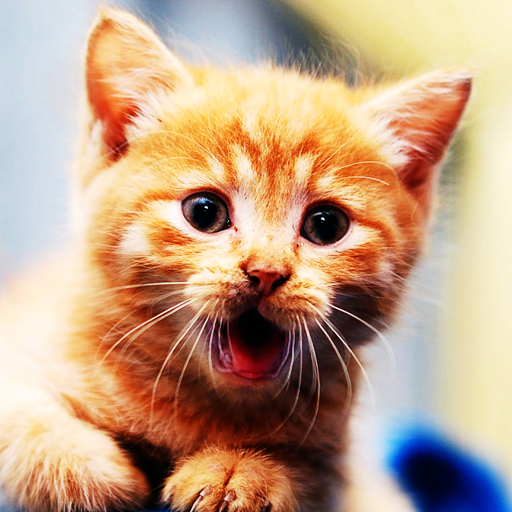Ts Cheats Cats And Dogs Ts Cheats Cats And Dogs