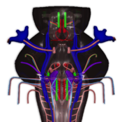 Interactive 3D Brainstem App