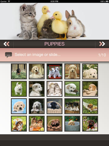 【免費娛樂App】Baby Animal Pics !-APP點子