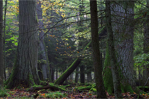 Dearest Bialowieza Forest screenshot 2