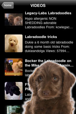 Labradoodles - Cute Family Dogs screenshot 3