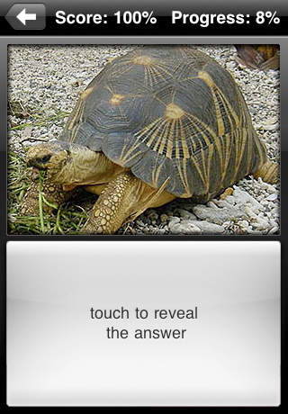 Turtle Flip: Flashcards of Turtles screenshot 4