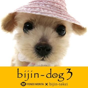 bijin-dog 3 娛樂 App LOGO-APP開箱王