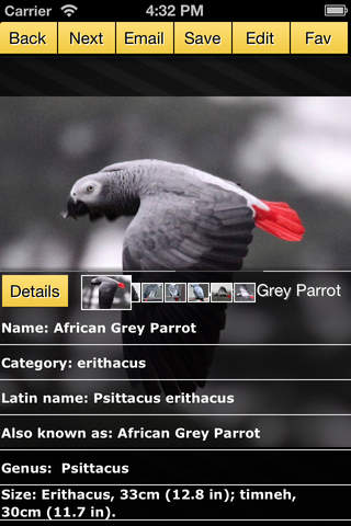 Parrots - Gallery screenshot 2