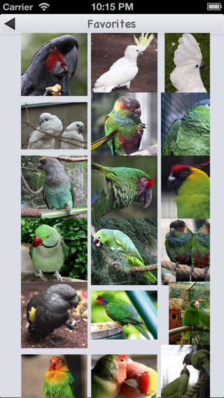 【免費娛樂App】Parrots Wiki-APP點子