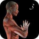 Anatomy of Yoga 3 - Heron, Marichi's, Seated Forward Bend Pose mobile app icon