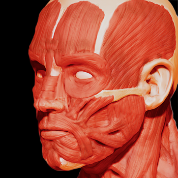 Muscular System 3D (anatomy) LOGO-APP點子