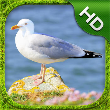 Seagull Simulator - HD LOGO-APP點子