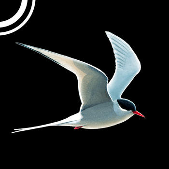 Collins Bird Guide – The Ultimate Field Guide for Britain & Europe LOGO-APP點子