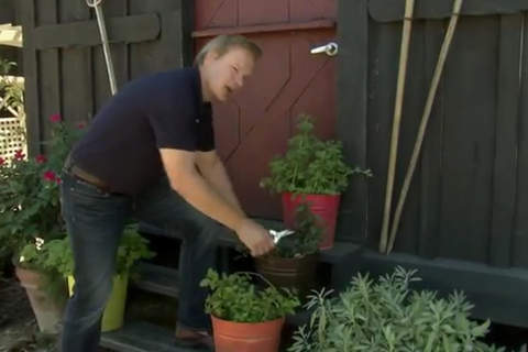 Make Your Own Veg Garden screenshot 3