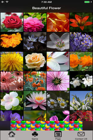 Free Love Beautiful Roses Flower Wallpaper HD screenshot 3