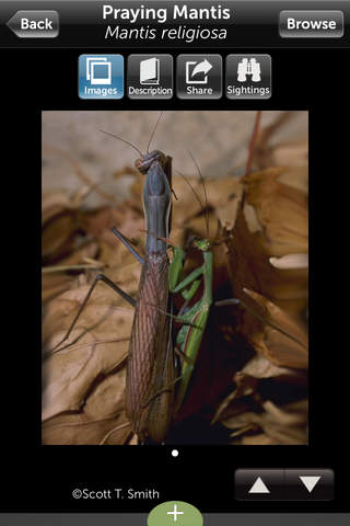 Audubon Insects and Spiders – A Field Guide to North American Insects and Spiders screenshot 3