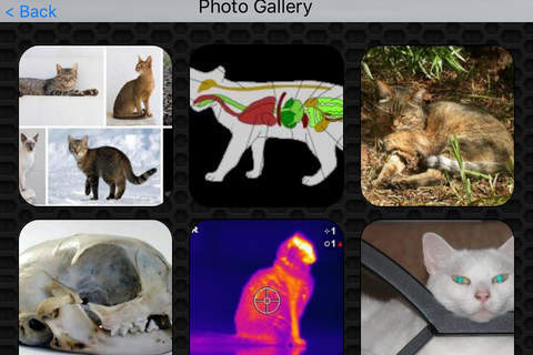 Cat Video Collection Premium screenshot 4