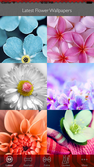 Best HD Flowers Art Wallpapers for iOS 8 Backgrounds: Nature Theme Pictures Collection