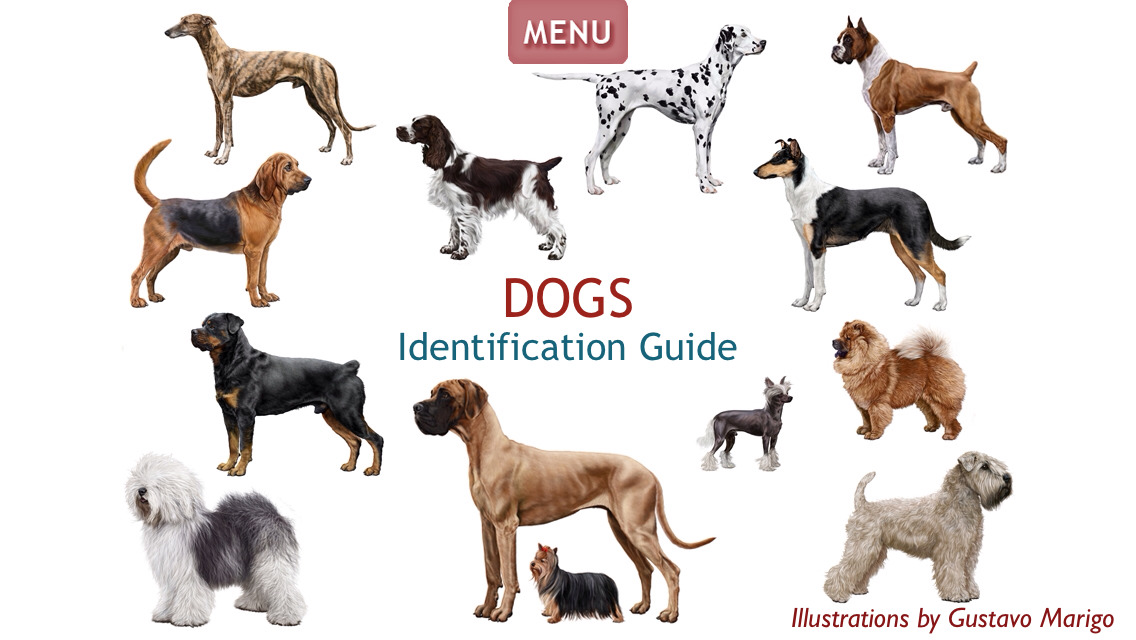 App Shopper: Dogs - Identification Guide (Reference)