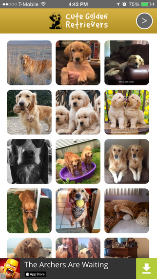 Cute Golden Retrievers: Your Daily Dose of Cuteness