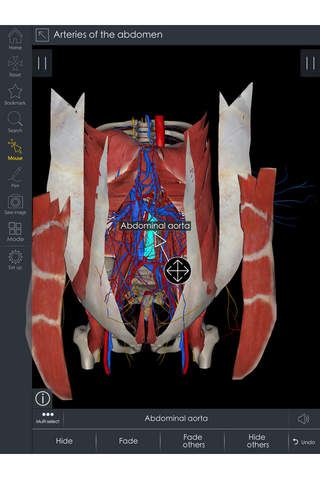 IB Thorax Abdomen - 3D Detailed Anatomy screenshot 3