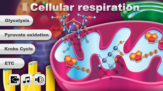 FCS Biology Cellular Respiration Lite