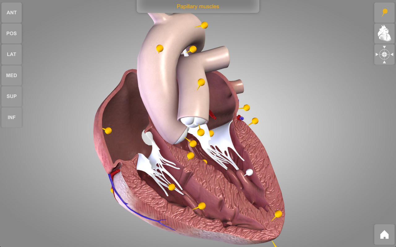 atlas of the heart hbo max