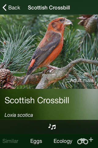 All Birds Scotland Photo Guide screenshot 2