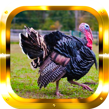 Turkey Hunting: Big Game Trophy Hunter LOGO-APP點子