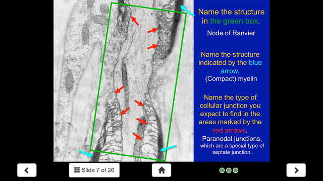 免費下載醫療APP|Histology - Nervous System app開箱文|APP開箱王