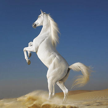 Dream Horses - Art Gallery: Breeds & Types, Racetrack & Tournaments, Photos & Paintings LOGO-APP點子