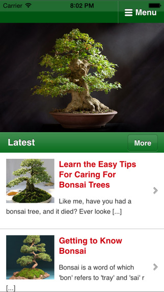 Bonsai Basics - Learn All About Growing Bonsai Trees