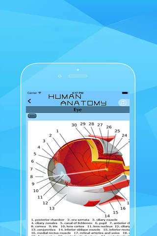 Human Anatomy - The Best Human Atlas with The Skeleton Anatomy Atlas & Muscular Anatomy & Оrgan Anatomy! screenshot 2