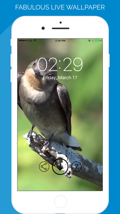 Birds Live WallPaper Pro screenshot 3