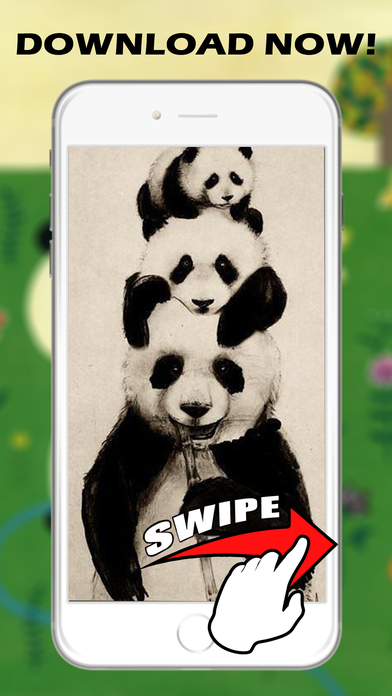 Panda HD Wallpapers and Backgrounds screenshot 4