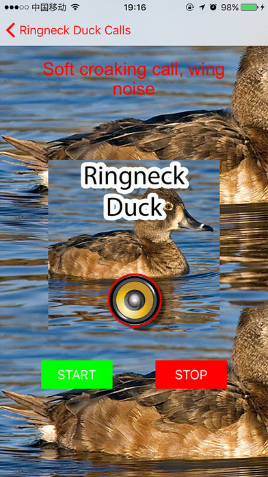 Real Ringneck Duck Calls & Sounds screenshot 3