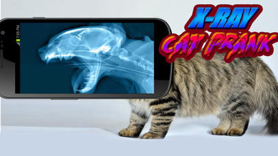 X-Ray Cat Prank screenshot 2