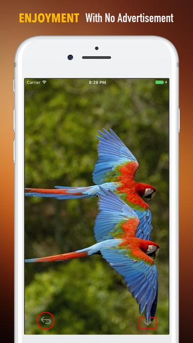 Love Birds Wallpapers HD- Quotes and Art Pictures screenshot 2