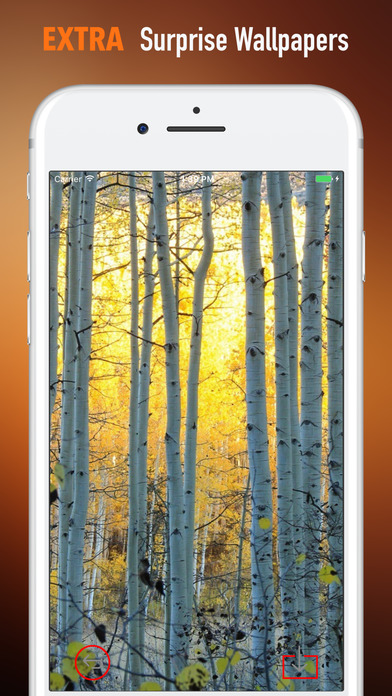 Birch Trees Wallpapers HD-Quotes and Art Pictures screenshot 3