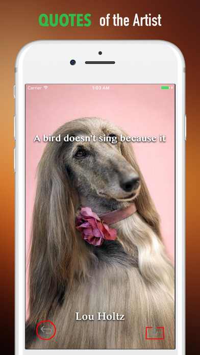 Afghan Hound Dogs Wallpapers HD- Quotes and Art screenshot 4