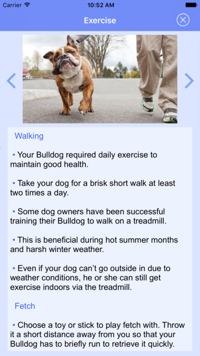 English Bulldog Puppies screenshot 2