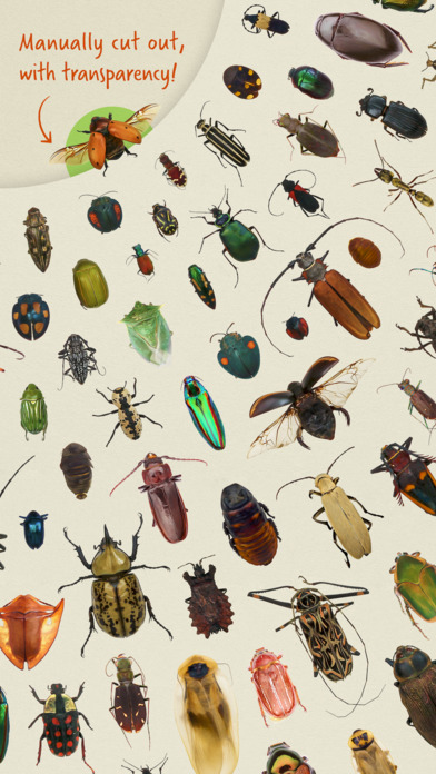 100+ Insects Collection screenshot 2