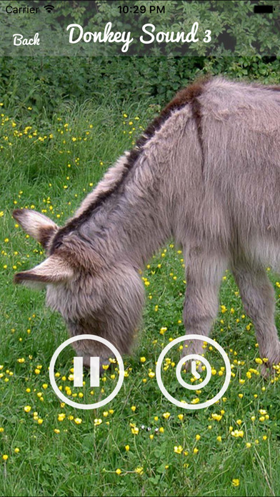 Donkey Sounds - Funny Sounds screenshot 3