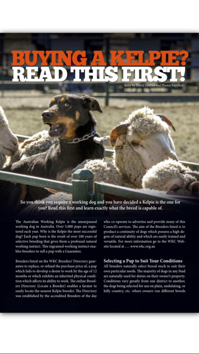 Australian Working Stock Dog Magazine screenshot 3
