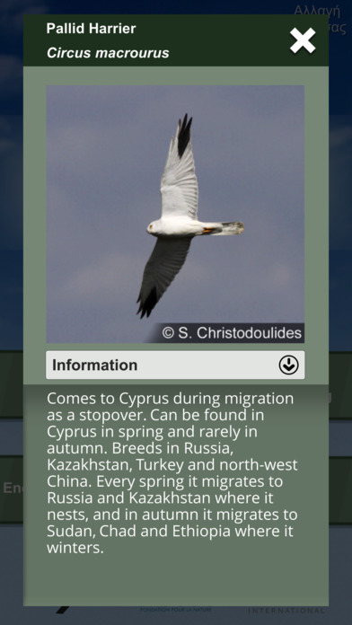 Feathered Journeys screenshot 3