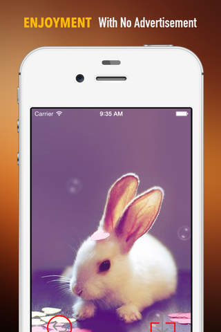 Rabbit Wallpapers HD: Quotes Backgrounds with Art Pictures screenshot 2