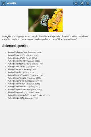 Directory of bees screenshot 2