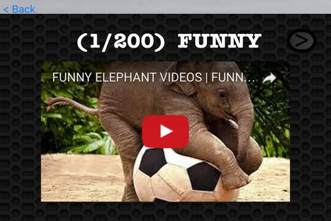 Elephant Photos & Video Galleries FREE screenshot 3